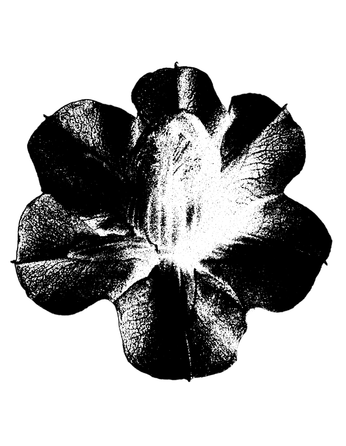 flower 2