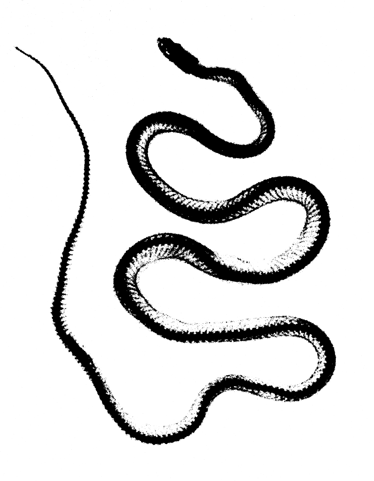 snake